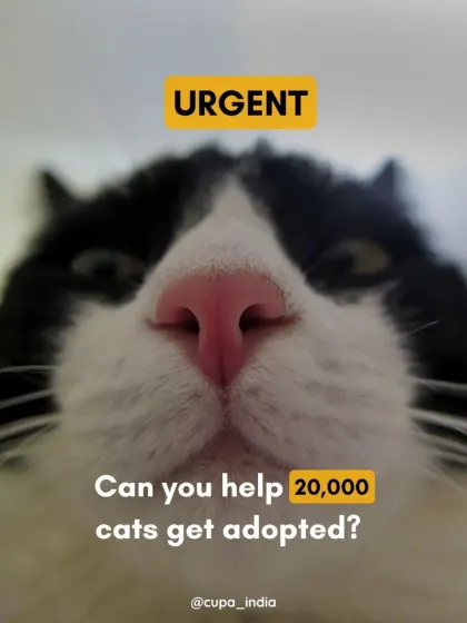 URGENT: Can you help 20,000 cats get adopted? A single unspayed female cat can produce that many offspring in just four years. Spaying and neutering your community cats is the only solution to prevent overpopulation.