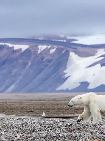 A large male polar bear patrols a beach in Svalbard. These expeditions provide opportunities to see polar bears in various environments, from sea ice to the shoreline, showcasing their adaptability.