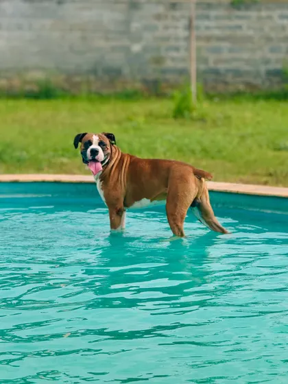 This handsome bulldog is cooling off and surveying his kingdom from the pool. Our pool is designed with easy entry for dogs of all shapes and sizes.