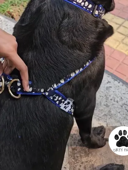 A close-up shot of the Bubble Blossom body belt on a dog, showing the secure fit and the placement of the sturdy D-rings for leash attachment.