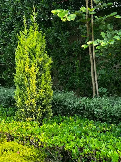 A close-up of the layered hedges, showing the different textures and shades of green that create a dense, natural wall.