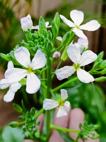 The beauty of a simple radish flower. Our mission is to inspire you to connect with nature, and we believe that even the smallest garden can be a source of immense peace and inspiration.
