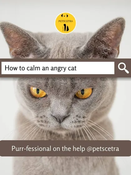 Cats can be mysterious, and an angry or stressed cat can be a real worry. If you are struggling to understand your cat's behavior, I offer professional consultations to help you identify the triggers and restore peace in your home.