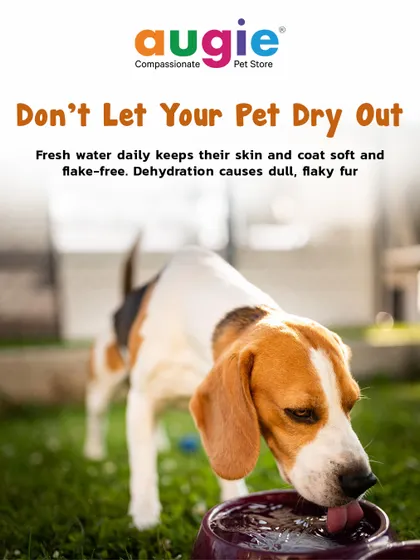 Don't let your pet dry out! Providing fresh water daily is crucial for keeping their skin and coat soft and flake-free. Dehydration is a common cause of dull, flaky fur.