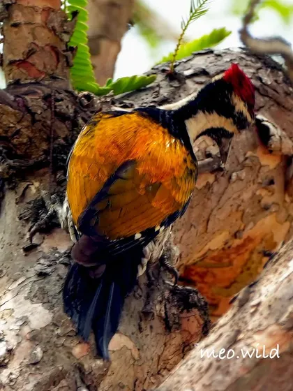 This shot shows the brilliant "flame-back" of the woodpecker as it works its way up a tree. The golden-yellow feathers look like they are on fire, which is how the bird gets its name.
