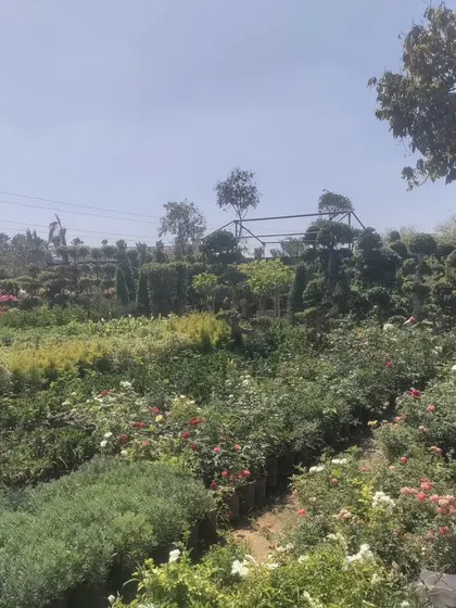Looking across the rows of plants at the nursery. I am proud of the quality and variety I am able to offer to fellow plant lovers.