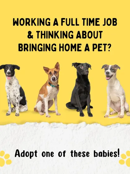 Working a full time job but want a pet? Consider adopting an older pup. They are relatively easier to care for than young puppies and are just as loving and deserving of a home.