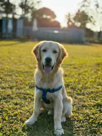 A classic portrait of a happy golden retriever, one of the many beautiful "Dogs of TPC" (The Pawsome Camp).