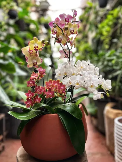 A beautiful mix of white, yellow, and pink orchids in a rustic terracotta pot. This arrangement shows how versatile orchids can be, looking just as stunning in an earthy planter as they do in modern ceramic.