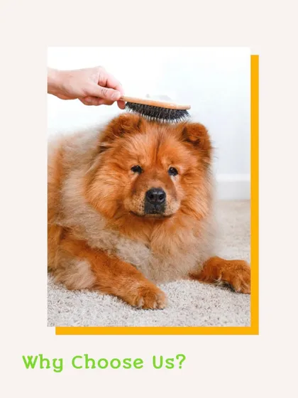 A regular brush-out is key to a healthy, tangle-free coat. We use professional-grade brushes suited for your pet's fur type, making it a relaxing and enjoyable experience for them.