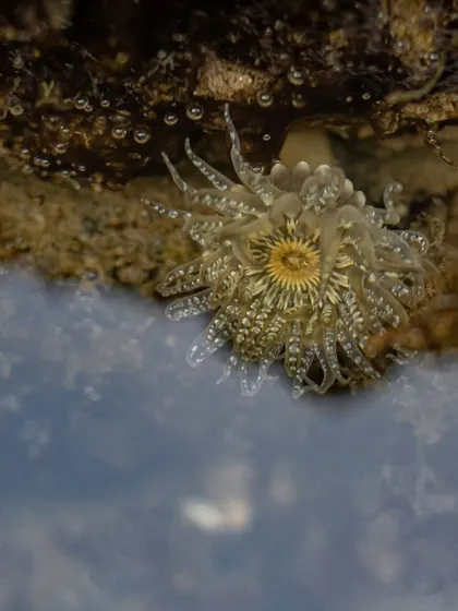 A Pearly Sea Anemone in a tidal pool. These are the most common anemone species on Mumbai's shores, beautiful and delicate creatures that are often overlooked.
