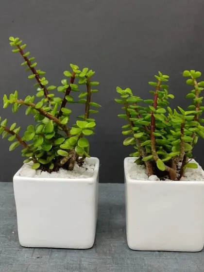 A pair of Jade plants in minimalist square white ceramic pots. This simple and elegant presentation is perfect for a modern home or office.