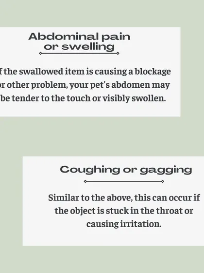 Abdominal pain or swelling can indicate a blockage. Coughing or gagging might mean the object is stuck in their throat. Always contact a vet if you suspect something is wrong.