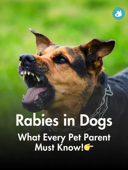 What is rabies and what should every pet parent know? This introductory graphic explains that while rabies is 100% fatal, it is also 100% preventable through vaccination and awareness.