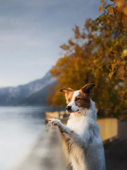 This handsome dog looks so majestic, posing by the lakeside with the beautiful autumn colors and mountains in the background. It’s a perfect portrait that showcases the beauty of both the pet and the scenery.