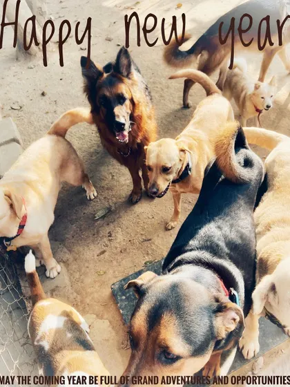 Happy New Year from the whole pack at Petspace! We gathered some of our guests for a group photo to wish everyone a year full of grand adventures.