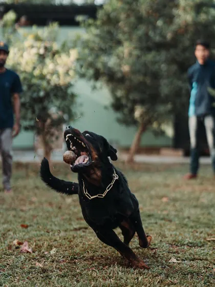 The moment of the catch. This action shot captures the intensity and joy of a Rottweiler fully engaged in a game, a perfect outlet for this intelligent and powerful breed.