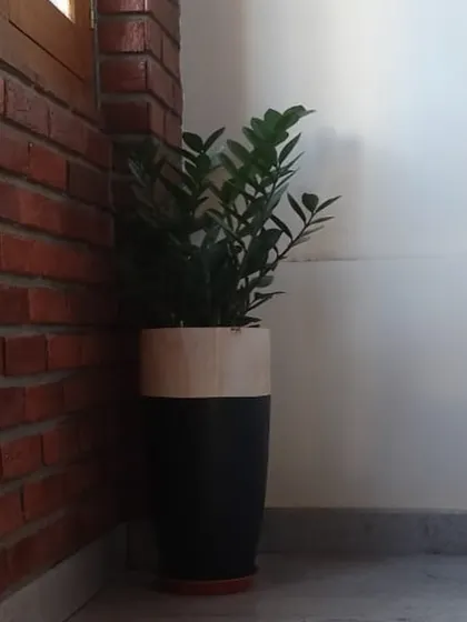 This two-toned planter, with its natural wood-finish top and sleek black base, is a perfect example of modern rustic design. It's an ideal home for a ZZ plant in a contemporary indoor space.