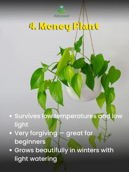The classic Money Plant is a must-have. It's very forgiving, survives in low light and cooler temperatures, and grows beautifully with just a little watering, making it great for new plant parents.
