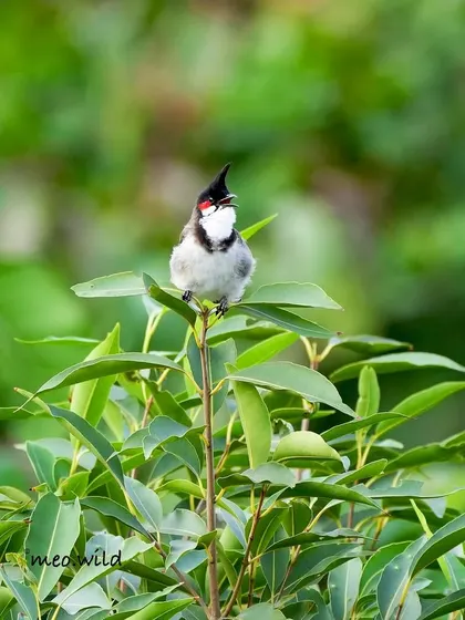 A Red-whiskered Bulbul perched atop a bush, singing its heart out. Its prominent crest and bright red cheek patch make it one of the most charismatic garden birds.