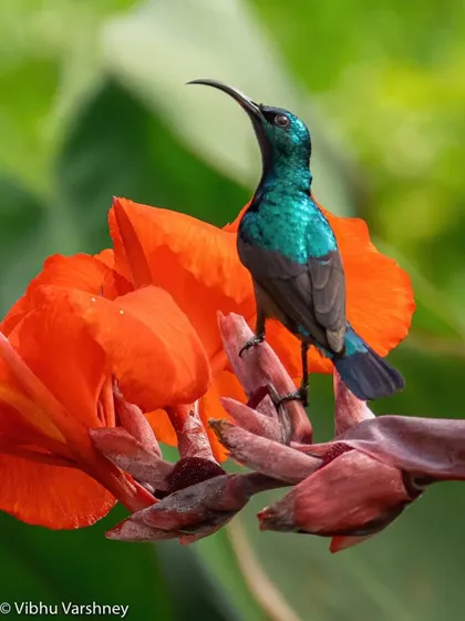 A shimmering, metallic green Sunbird with a long, curved beak sits on a bright red flower. The vibrant colors of both the bird and the flower make this a striking nature photograph.