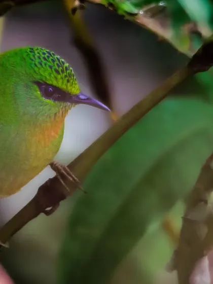 Another angle of the Fire-tailed Myzornis, showing its black eye mask and the delicate scalloping on its crown.