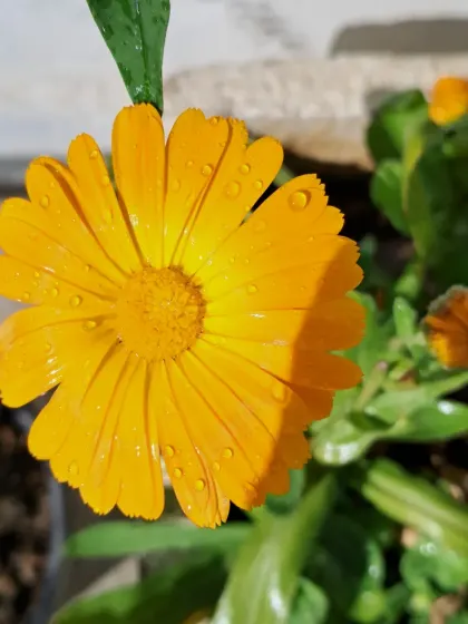 A Calendula flower in the sun.