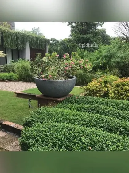 A large stone bowl planter with flowering Adenium is elevated on a platform, creating a focal point amidst rows of neatly trimmed hedges. This juxtaposition of soft and hard elements is a key feature of my designs.