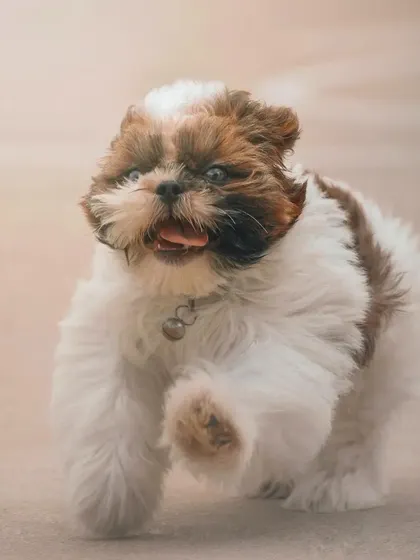 Small dogs have the biggest personalities. This little Shih Tzu puppy, Leo, is captured mid-trot, with his fur bouncing and a playful look in his eyes, showing that energy comes in all sizes.
