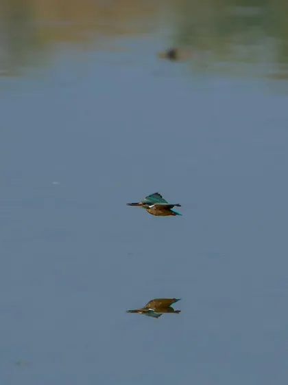 A Common Kingfisher in flight, reflected perfectly in the water below. A challenging but highly rewarding shot to get.