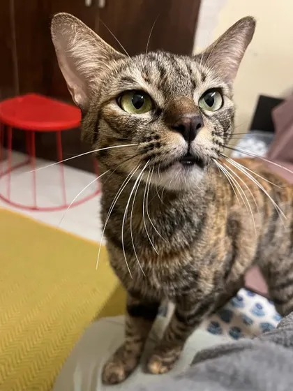 I think I caught Ms. Shifu mid-meow. She's always got something to say.
