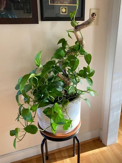A creative way to display a climbing plant like Pothos. I used a piece of driftwood as a natural, rustic support for the vines to climb on.
