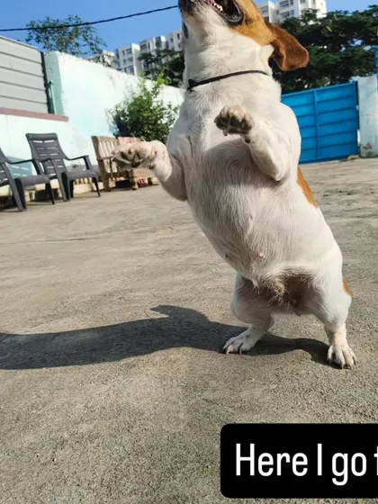 Here I go for it. She might be small, but her energy and jumping skills are massive.