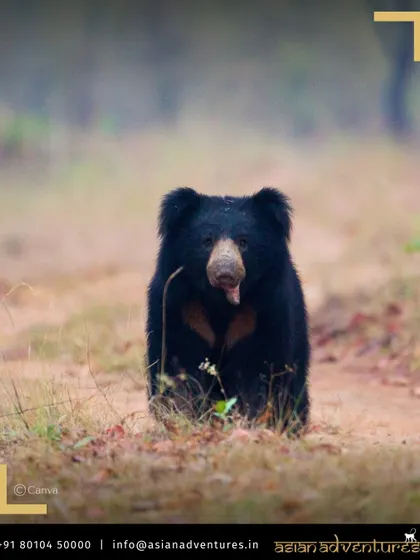 A Sloth Bear ambles through a clearing in the Himalayan foothills of Corbett National Park. While known for tigers, Corbett's diverse habitats support a wide range of mammals.