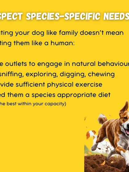 Respecting your dog's species-specific needs is the greatest form of love. This means giving them outlets for natural behaviors like sniffing, digging, and exploring.