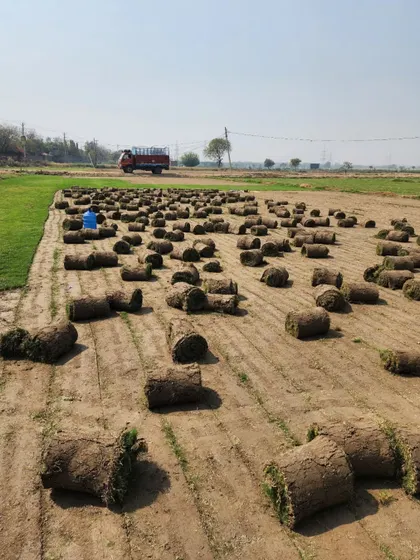 Another view of our turf farm, with rolls ready for delivery. We provide a reliable supply of top-quality natural turf.