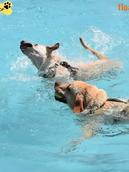 There's nothing like the pure joy of two friends splashing around. My pool parties are a great place for your dog to socialize and burn off some energy in a fun, controlled setting.