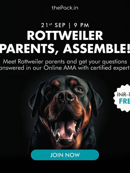 Rottweiler parents, assemble! If you're facing challenges like leash pulling, jumping, or resource guarding, join my free online AMA. I'll answer all your questions and help you understand the unique needs of this majestic breed.