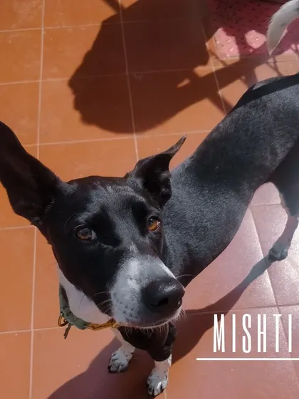 This is Mishti, a super smart and well-behaved girl. She even puts her own toys away!