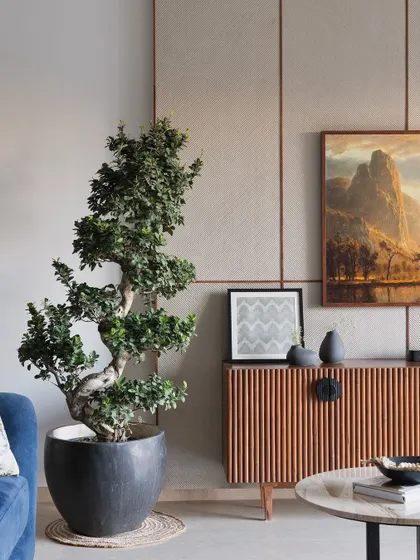 A beautifully styled corner of the living room, featuring a fluted wood console, a large bonsai, and curated artwork that adds personality and life to the space.