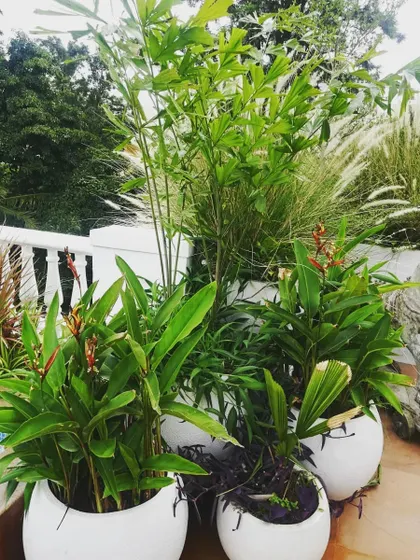 A selection of sun-loving plants, including bamboo and flowering heliconia, are arranged in modern white planters. This grouping adds vertical height and a tropical feel to the terrace, creating a vibrant and lively corner.