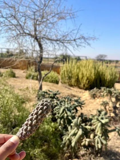 Even in the arid landscapes of Jaisalmer, life finds a way. Holding this piece of a cactus reminds me that there is a right plant for every environment, whether it is dry and sunny or cool and shady.