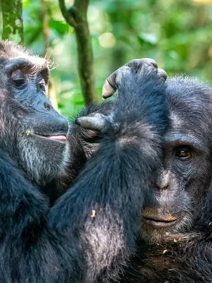 An intimate moment of social grooming between two chimpanzees in Kibale National Park, Uganda. This behavior is crucial for strengthening social bonds within their complex communities.