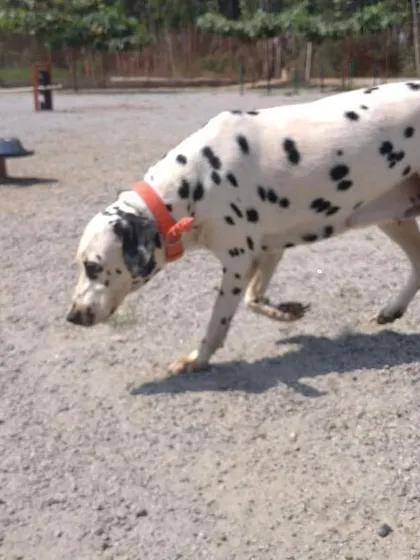 A Dalmatian takes a moment to sniff and explore, a natural and important behavior that our large park encourages.