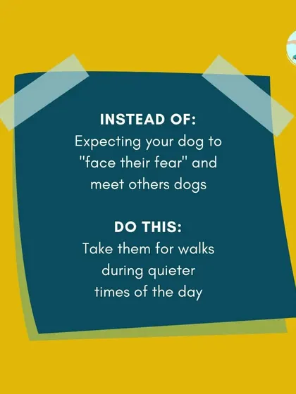 Instead of forcing your dog to "face their fear" by meeting other dogs, a better approach for a reactive dog is to take them for walks during quieter times of the day. This helps build their confidence without overwhelming them.