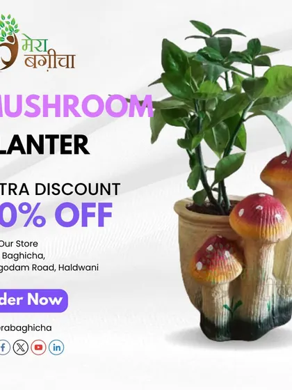 How fun is this Mushroom Planter? It adds a whimsical, fairy-garden feel to your space. It's made of resin and is perfect for small indoor or outdoor plants.