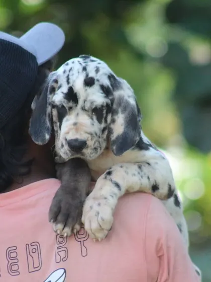 This Great Dane puppy is calm and trusting while being held.