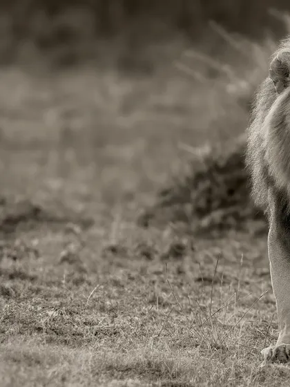 This composition focuses on the lion's powerful gaze and confident stride, creating a dynamic and engaging portrait.