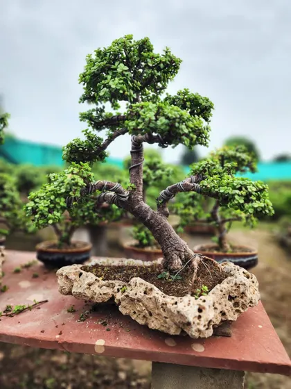This unique bonsai is planted in a natural rock planter, creating a dramatic, windswept look. We offer a variety of artistic bonsai styles to suit any aesthetic.
