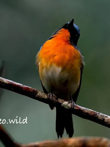 This flycatcher tilted its head, giving me a curious look. Capturing these subtle movements and expressions helps to bring the bird's character to life in a photograph.